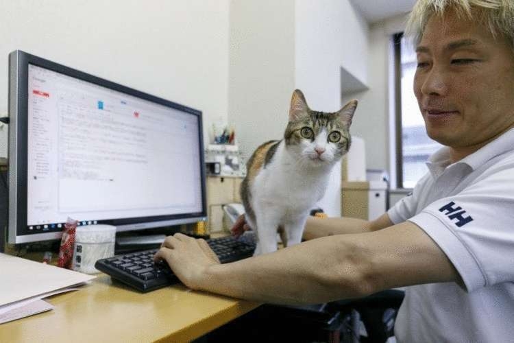коты поднимают настроение работникам японской фирмы
