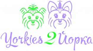 Yorkies 2 Йорка